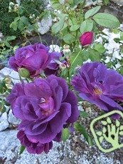 Rosa ´Rhapsody in Blue´