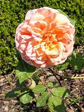 Rosa´Abraham Darby´ 