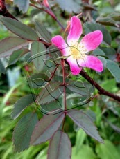 Rosa glauca