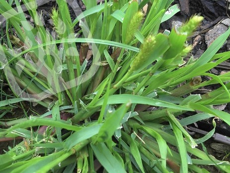 Setaria viridis