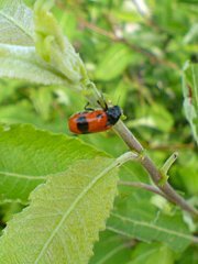 Clitra leviuscula