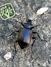 Calosoma inquisitor