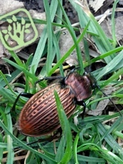 Carabus ullrichi