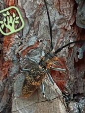 Monochamus galloprovincialis