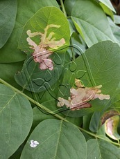 Parectopa robiniella 