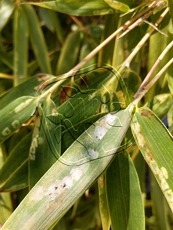 Stigmaeopsis celarius