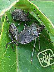 Halyomorpha halys