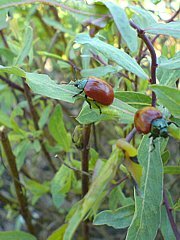 Chrysomela populi