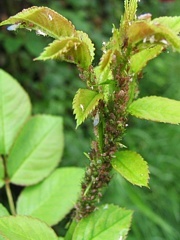 Macrosiphum rosae