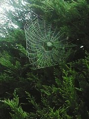 Araneidae