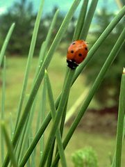 Coccinella septempunctata