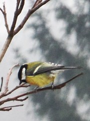 Parus major