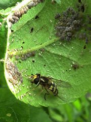 Episyrphus balteatus