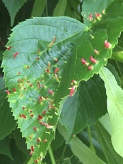 Eriophyes tiliae