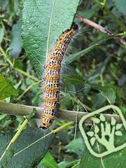 Phalera bucephala 