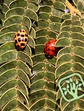 Harmonia axyridis var. succinea