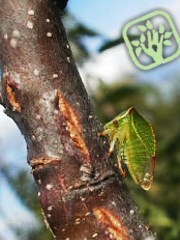 Stictocephala bisonia 