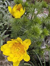 Adonis vernalis