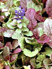 Ajuga reptans