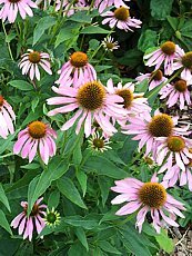 Echinacea purpurea 