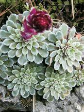 Saxifraga grisebachi Saxifraga grisebachi