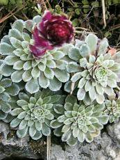 Saxifraga  grisebachi