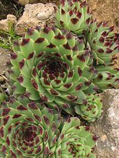 Sempervivum calcareum Sempervivum calcareum