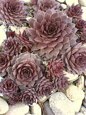 Sempervivum ´Rotkopt´ Sempervivum ´Rotkopt´
