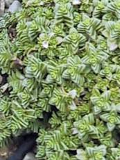 Arenaria tetraquetra