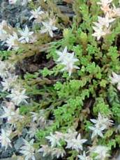 Sedum anglicum Sedum anglicum