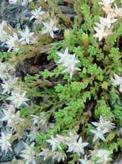 Sedum anglicum 