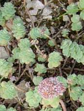 Sedum anacampseros Sedum anacampseros