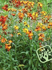 Erysimum cheiri