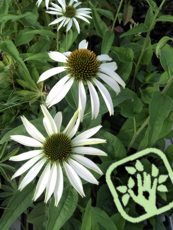 Echinacea purpurea ´White Swan´ 