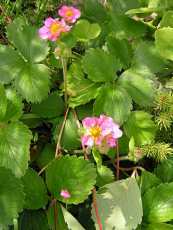 Fragaria hybrida´Pink Panda´ 