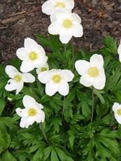 Anemone sylvestris