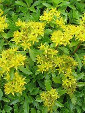 Sedum kamtchaticum Sedum kamtchaticum