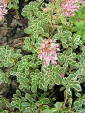 Sedum spurium´Variegata´ Sedum spurium´Variegata´
