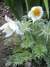 Pulsatilla vulgaris´Albiflora´