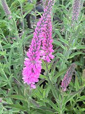 Veronica spicata ´Red Fox´