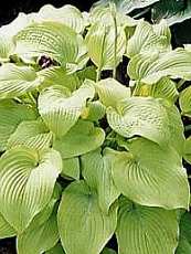 Hosta lancifolia ´Aurea´ 