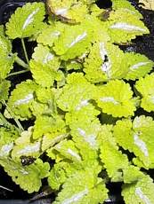 Lamium ´Golden Nugets´ Lamium ´Golden Nugets´