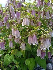 Campanula punctata´Elisabeth´ Campanula punctata´Elisabeth´