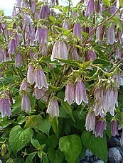 Campanula punctata´Elisabeth´