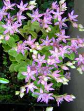Sedum obtusifolium Sedum obtusifolium