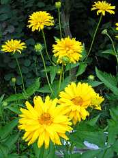 Heliopsis helianthoides´Plena´ 