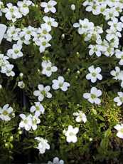 Arenaria verna