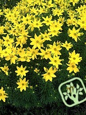 Coreopsis verticillata 