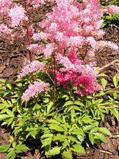 Astilbe x arendsii 'Gloria Purpurea'