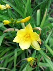 Hemerocallis ´Stella d´Oro´ 